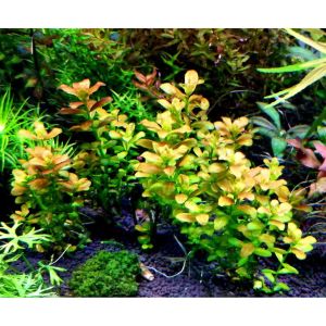 Cuphea anagalloidea SAKSI