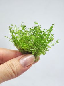 Micranthemum micranthemoides EXVITRO