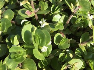 Bacopa rotundifolia SAKSI