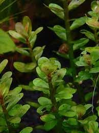 Ammannia / Rotala bonsai green SAKSI