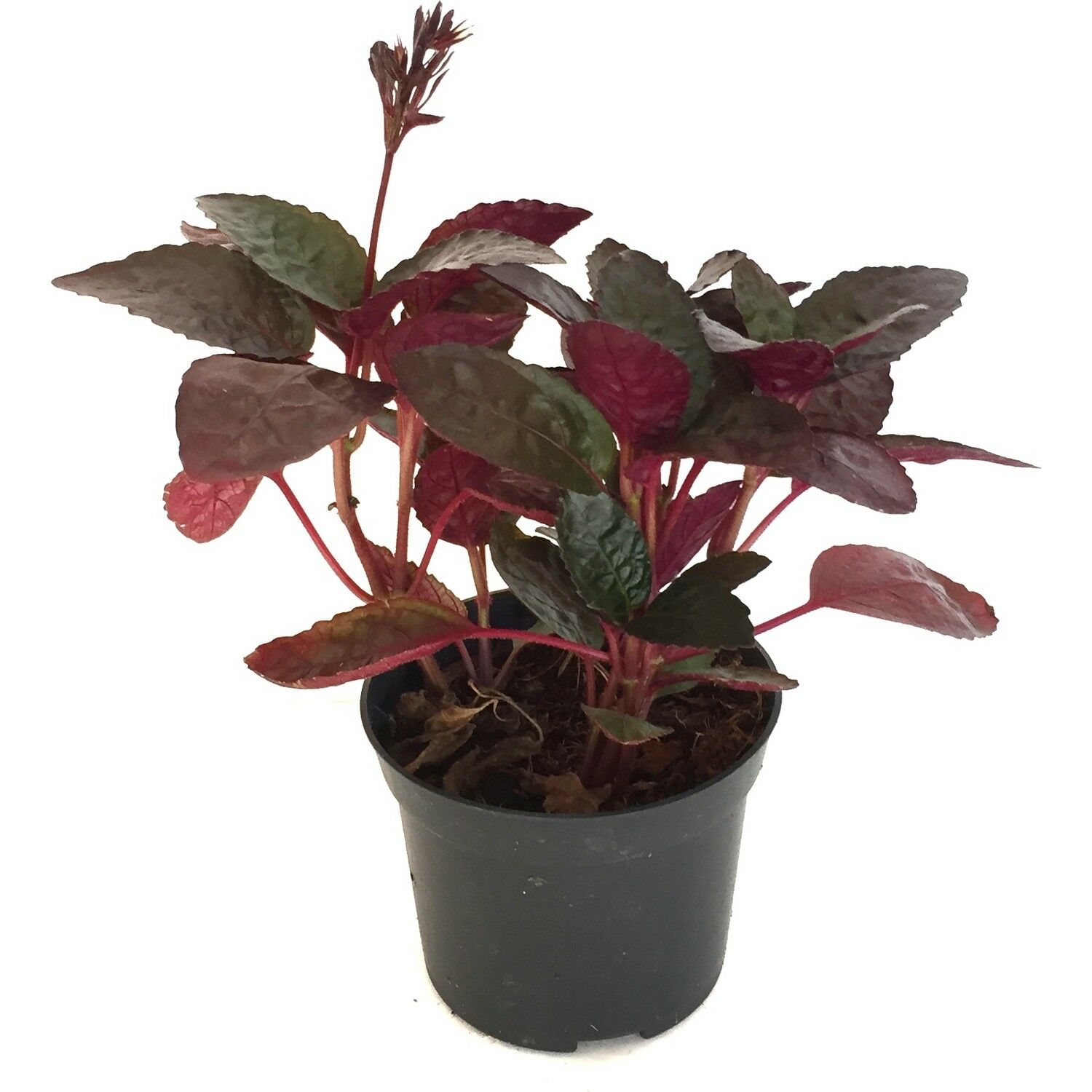 Hemigraphis exotica İTHAL BUKET