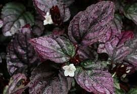 Hemigraphis exotica İTHAL BUKET