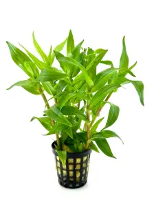 Murdannia keisak SAKSI