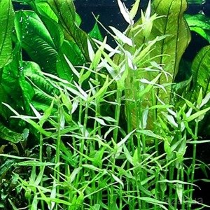 Murdannia keisak SAKSI