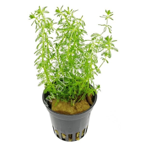 Myriophyllum guyana İTHAL BUKET