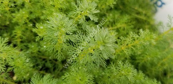 Myriophyllum guyana İTHAL BUKET