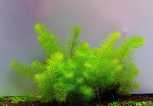 Myriophyllum guyana EXVITRO
