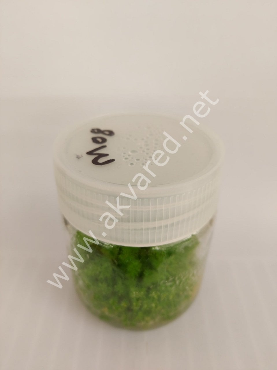 Myriophyllum guyana EXVITRO