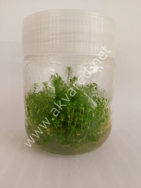 Myriophyllum guyana EXVITRO