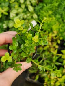 Rotala rotundifolia green SAKSI