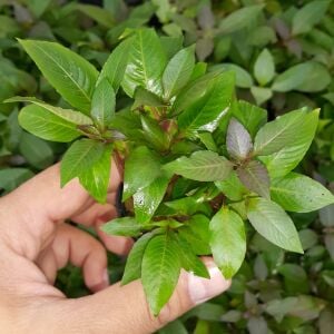 Kolay Başlangıç Pakedi - Nano Akvaryumlar için 0-30 Litre