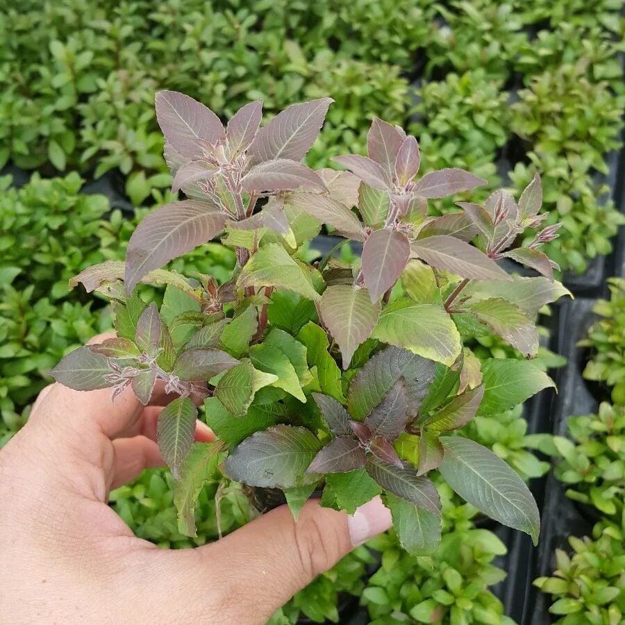 Kolay Başlangıç Pakedi - Nano Akvaryumlar için 0-30 Litre