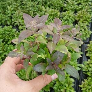 Kolay Başlangıç Pakedi - Nano Akvaryumlar için 0-30 Litre