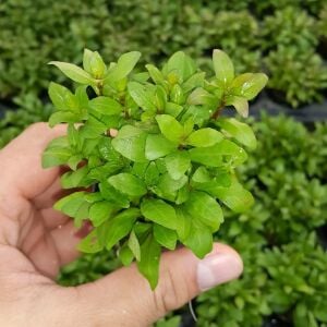 Kolay Başlangıç Pakedi - Nano Akvaryumlar için 0-30 Litre