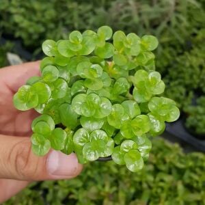 Kolay Başlangıç Pakedi - Nano Akvaryumlar için 0-30 Litre