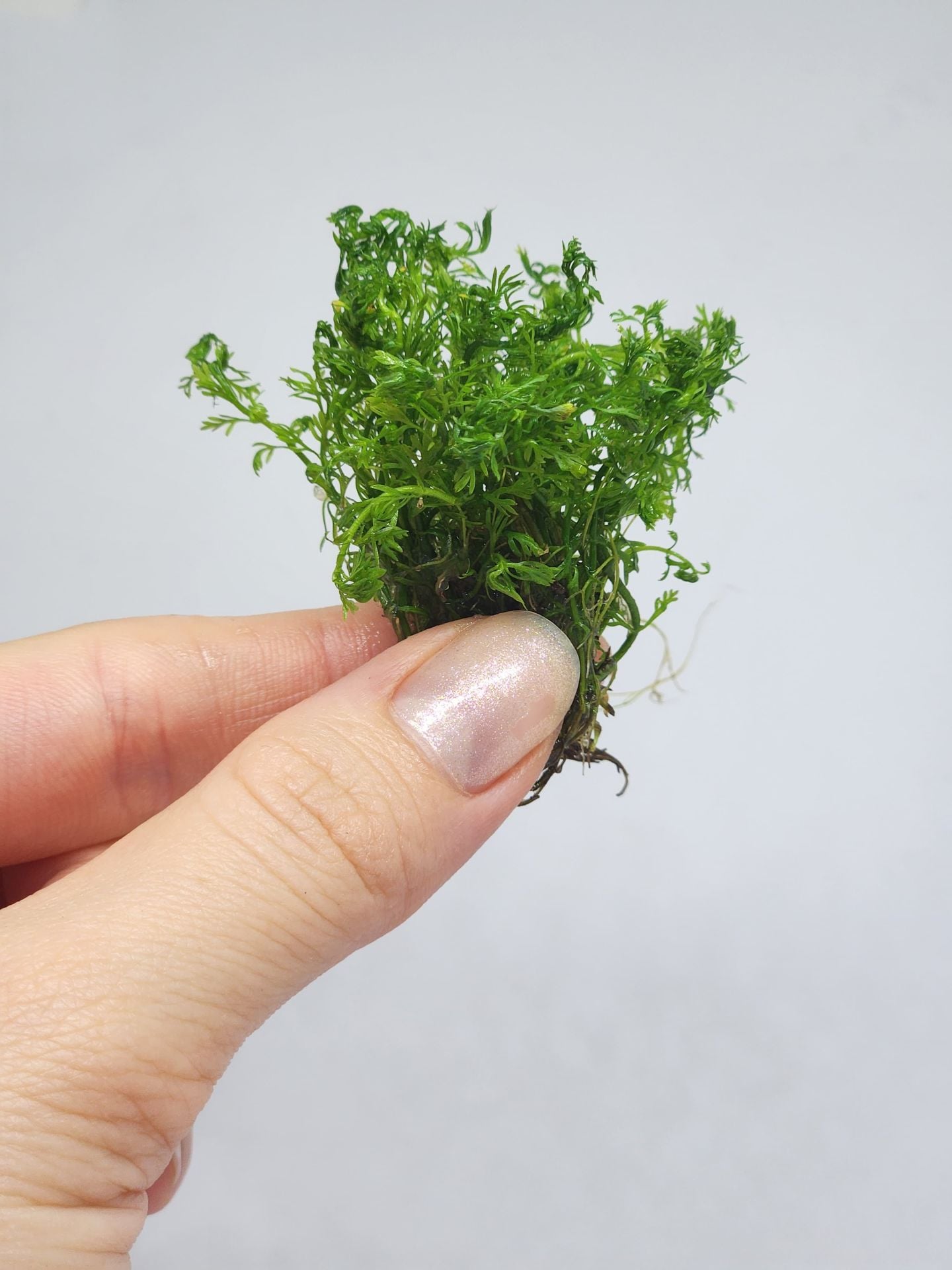 Myriophyllum mattogrossense EXVITRO
