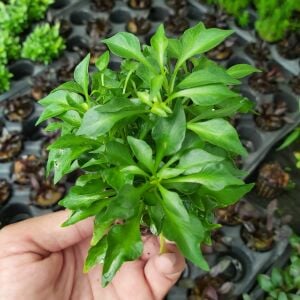 Kolay Başlangıç Pakedi - Küçük Akvaryumlar için 30-50 Litre