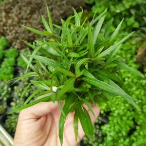 Kolay Başlangıç Pakedi - Küçük Akvaryumlar için 30-50 Litre