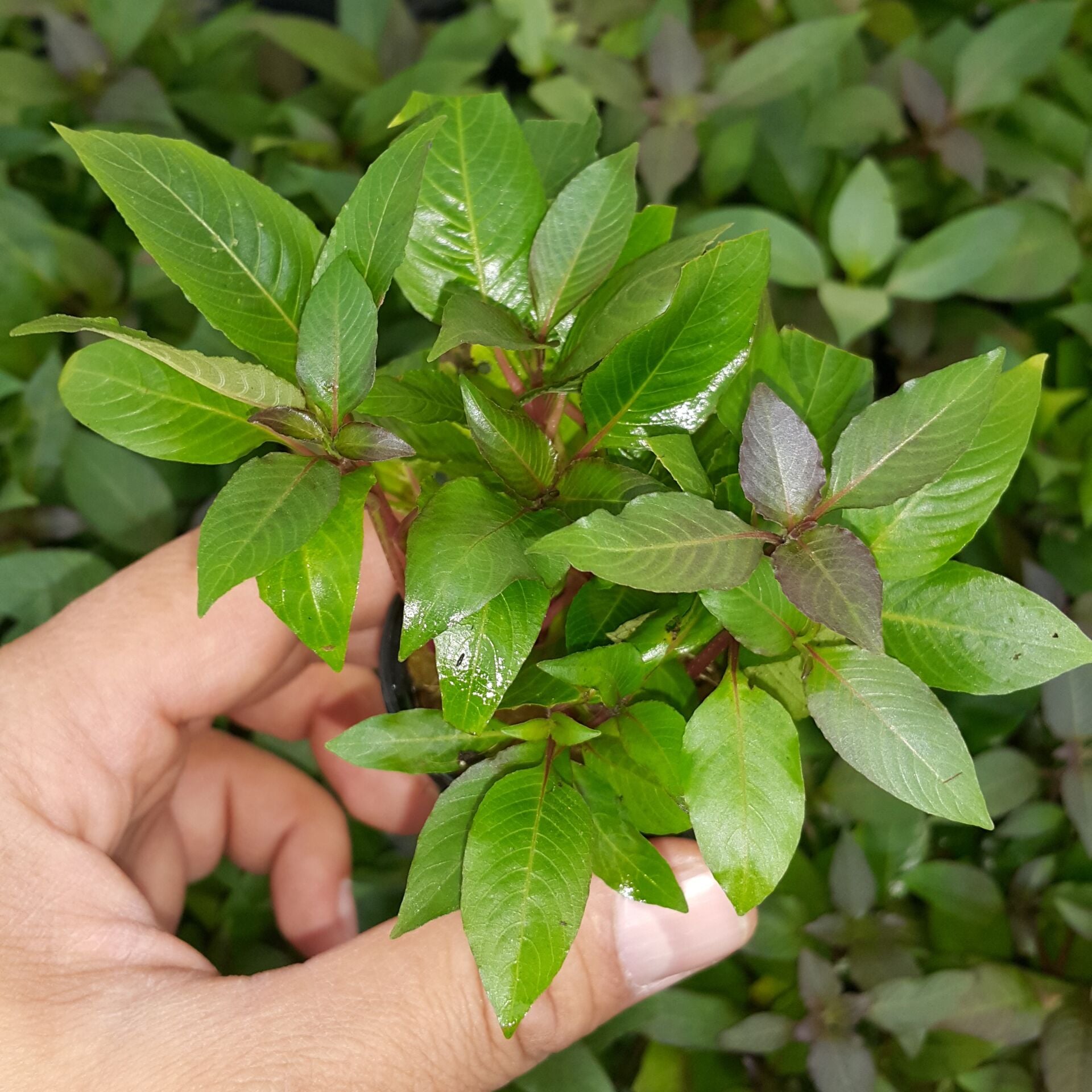 Kolay Başlangıç Pakedi - Küçük Akvaryumlar için 30-50 Litre