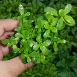 Kolay Başlangıç Pakedi - Orta Boy Akvaryumlar için 60-100 Litre
