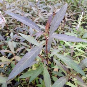 Kolay Başlangıç Pakedi - Orta Boy Akvaryumlar için 60-100 Litre