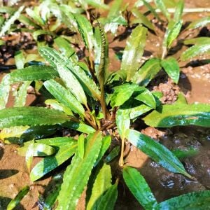 Cryptocoryne crispatula ADET - ÖN SİPARİŞ
