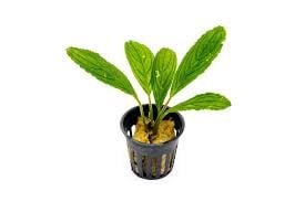 Bucephalandra achiles green ADET - ÖN SİPARİŞ