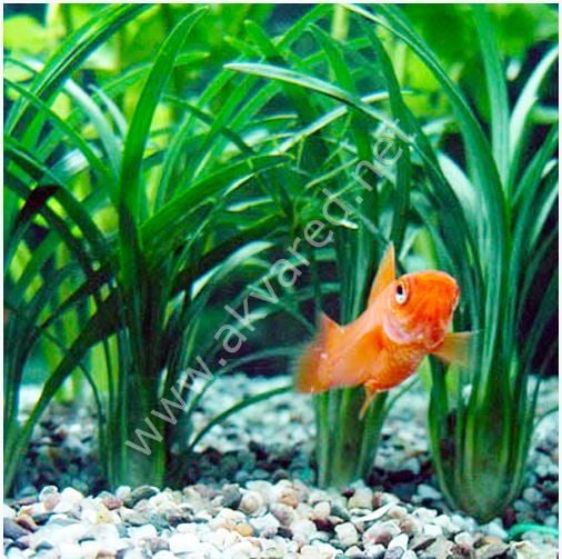 Ophiopogon japonica ADET