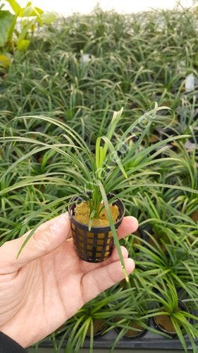 Ophiopogon japonica ADET