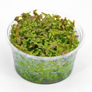 Rotala fujian IN VITRO CUP