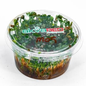 Marsilea hirsuta IN VITRO CUP