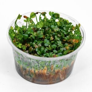 Marsilea hirsuta IN VITRO CUP