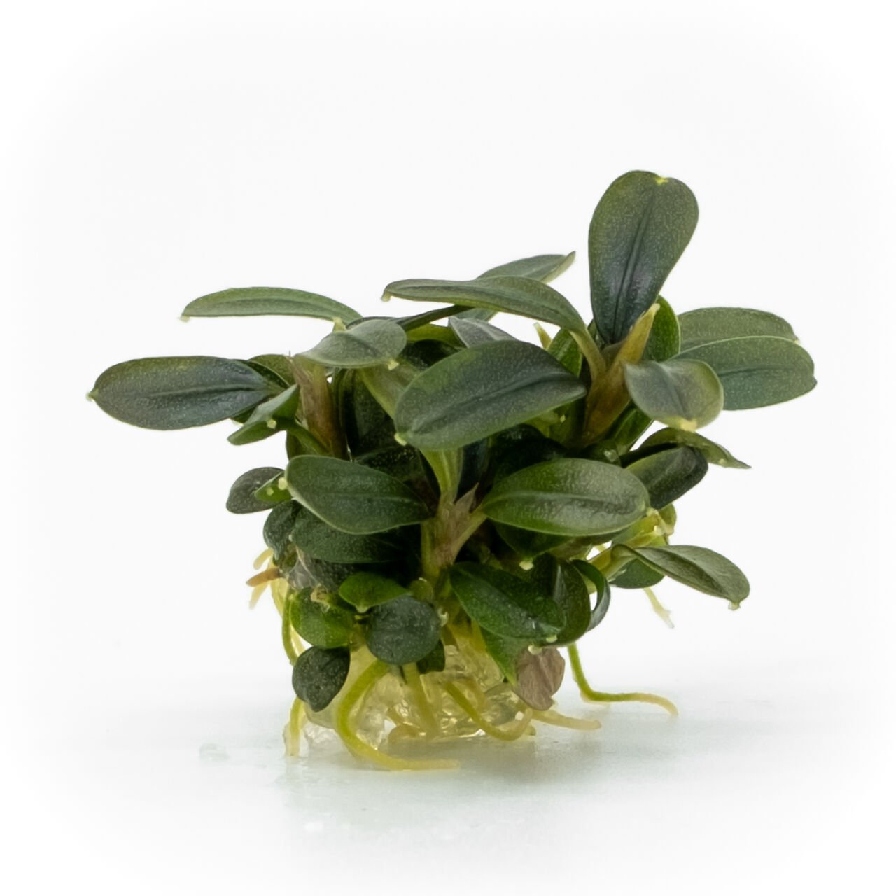 Bucephalandra brownie phoenix EXVITRO