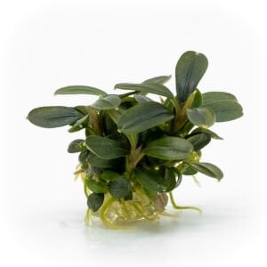 Bucephalandra brownie phoenix EXVITRO