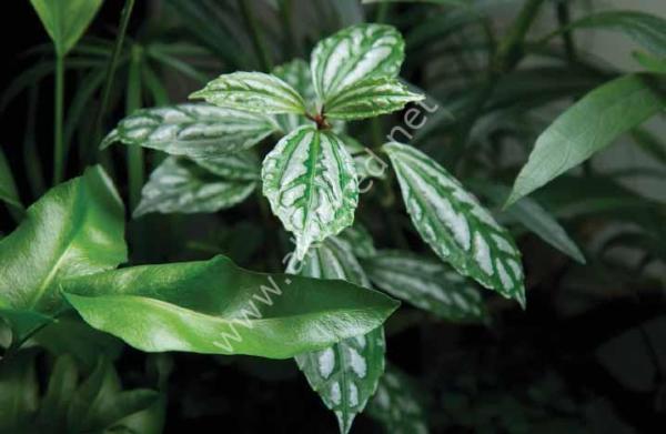 Pilea cadierei nana SAKSI