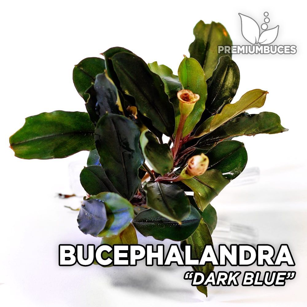 Bucephalandra dark blue ADET ÖN SİPARİŞ