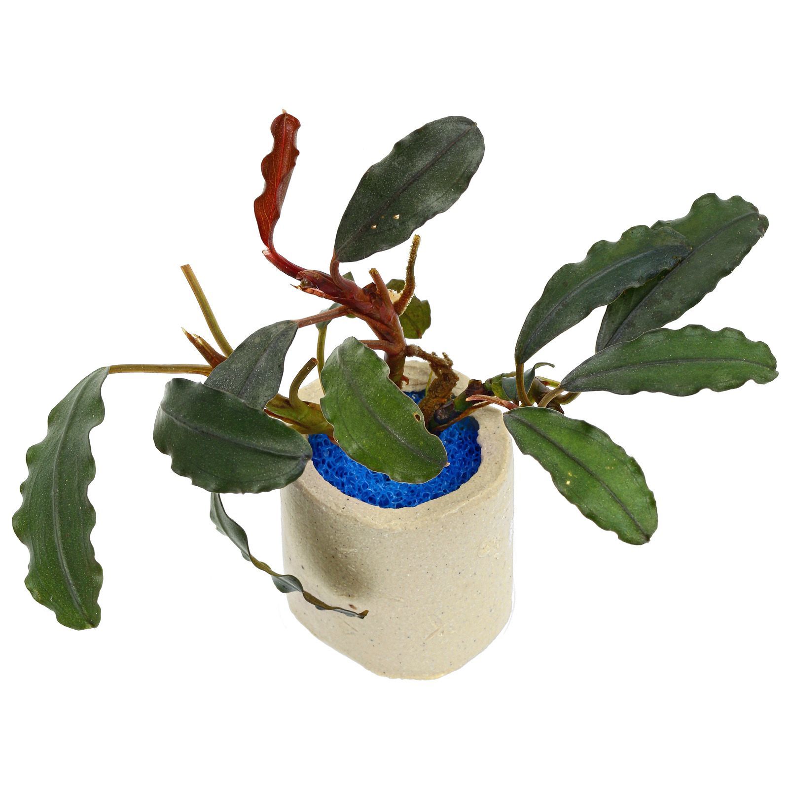 Bucephalandra giant catherine ADET - ÖN SİPARİŞ