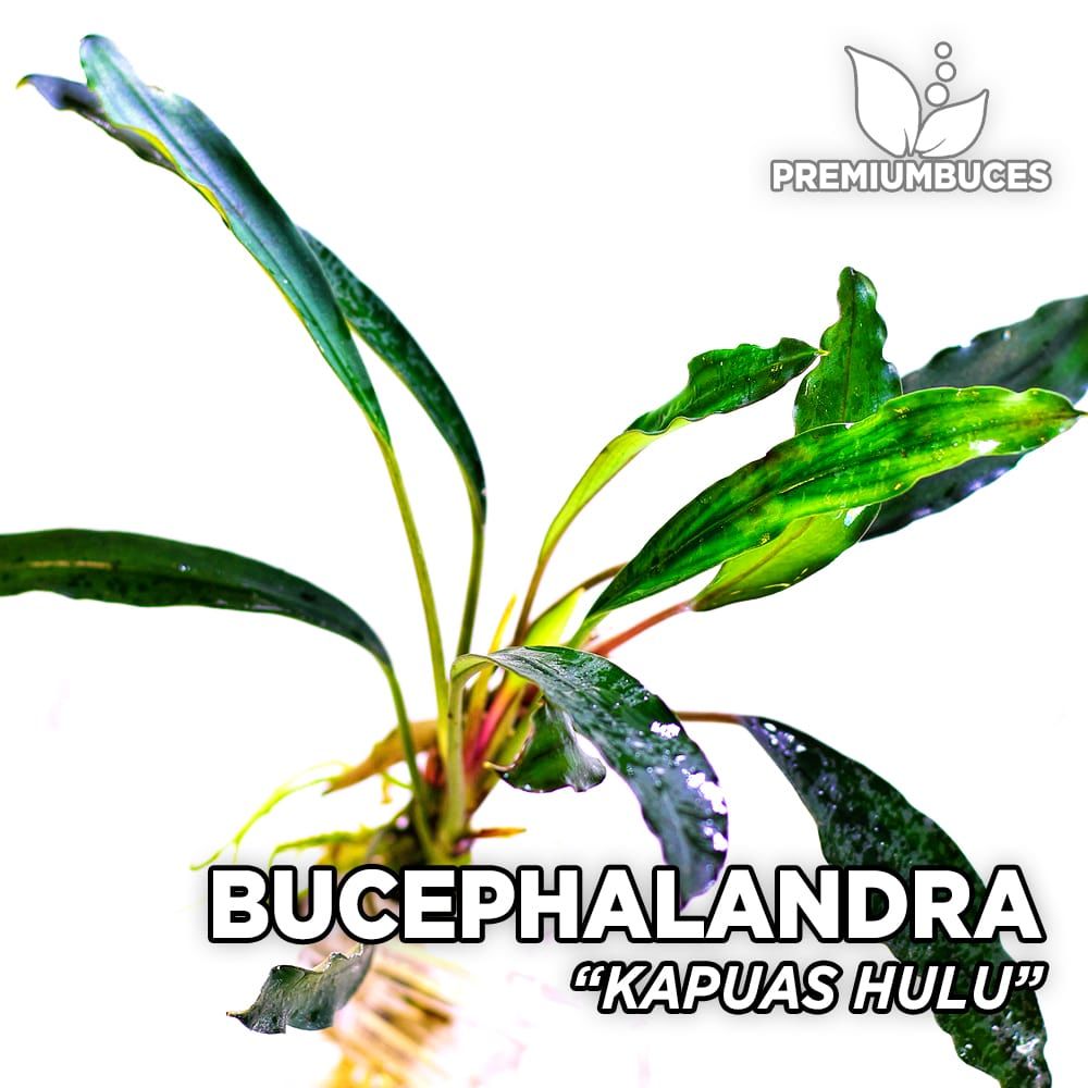 Bucephalandra kapuas hulu ADET - ÖN SİPARİŞ