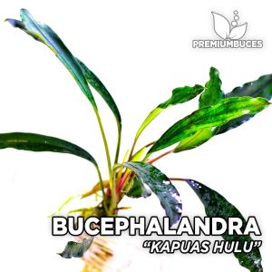 Bucephalandra kapuas hulu ADET - ÖN SİPARİŞ
