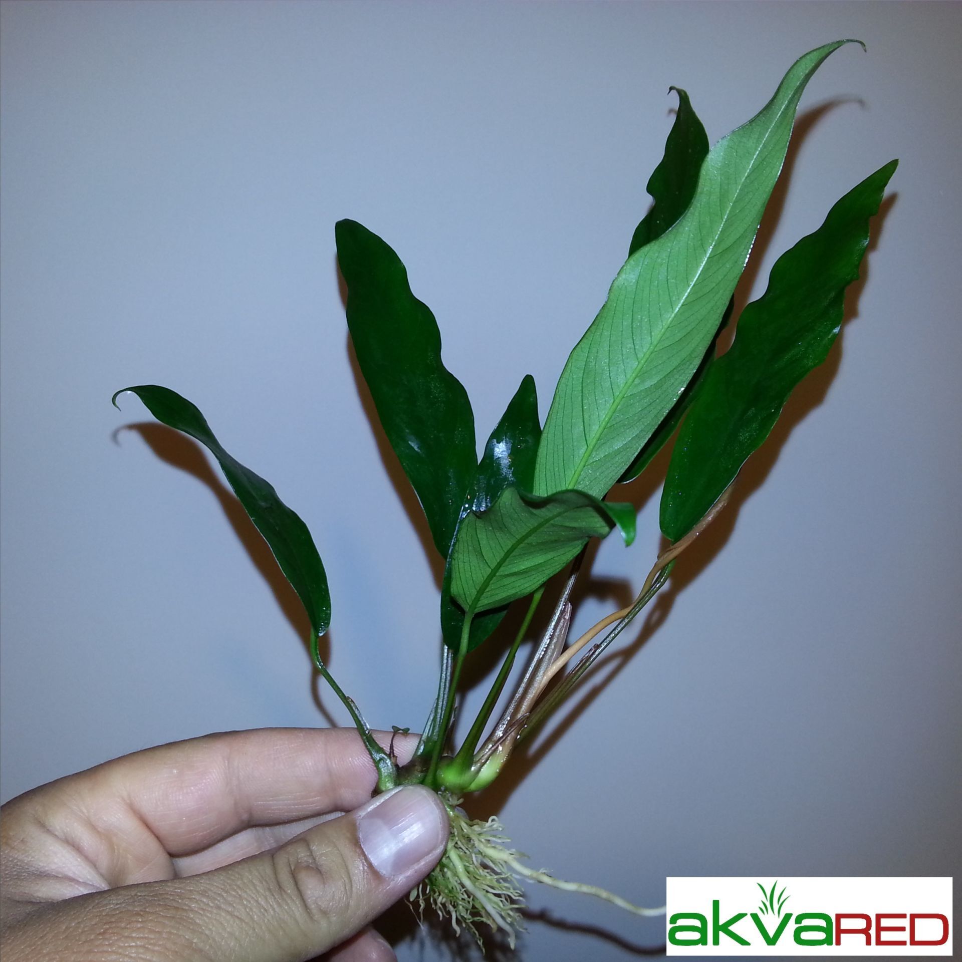 Anubias glabra (lanceolata) ADET İTHAL