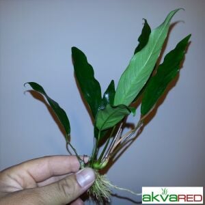 Anubias glabra (lanceolata) ADET İTHAL