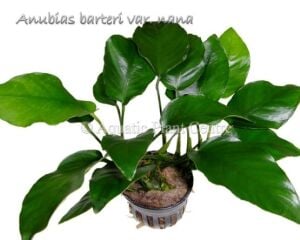 Anubias barteri nana Büyük Boy ADET - İTHAL