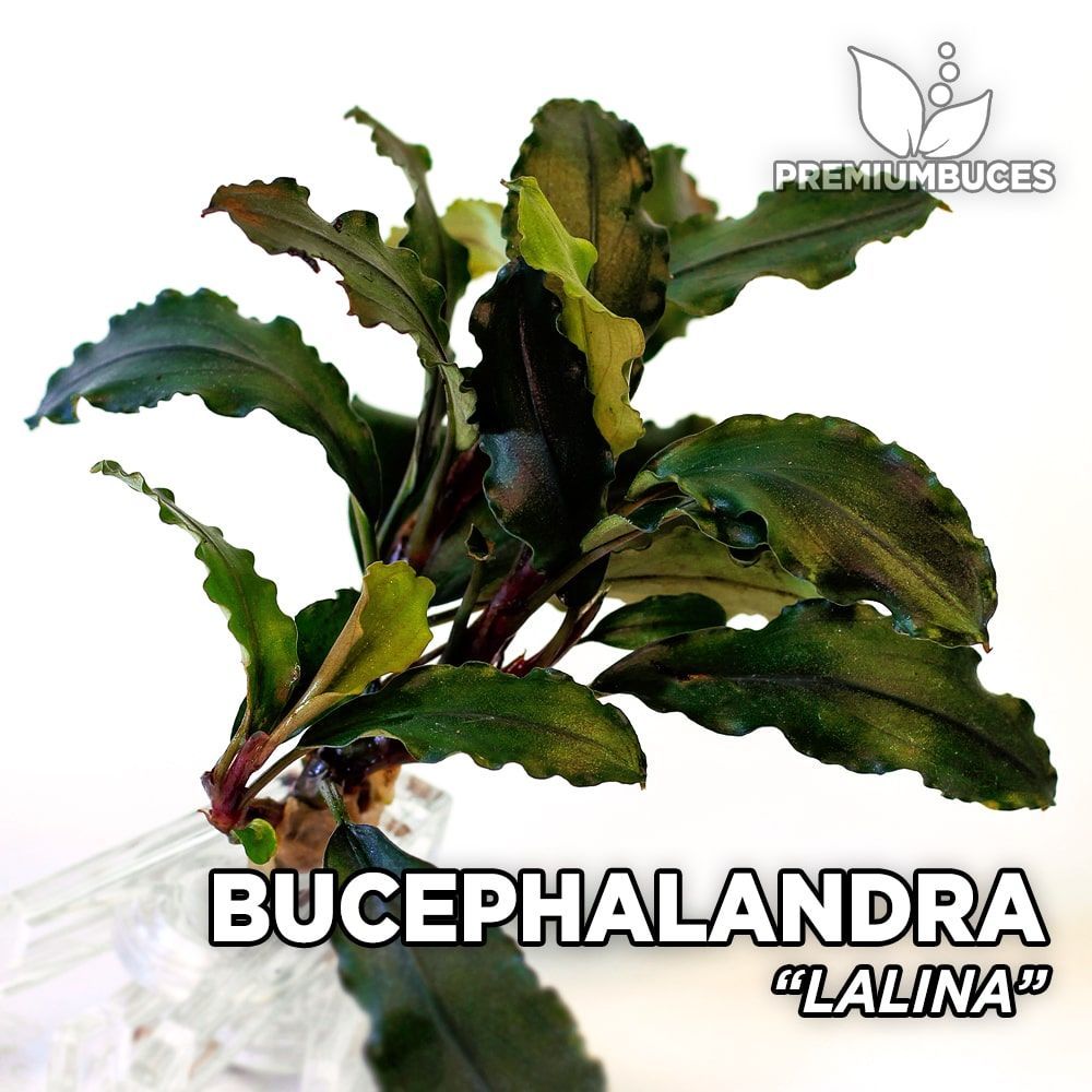 Bucephalandra sp. lalina ADET - ÖN SİPARİŞ