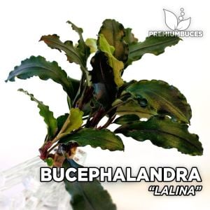 Bucephalandra sp. lalina ADET - ÖN SİPARİŞ
