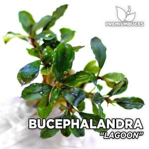 Bucephalandra sp. lagoon ADET - ÖN SİPARİŞ