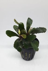 Bucephalandra sp. lo black ADET - ÖN SİPARİŞ