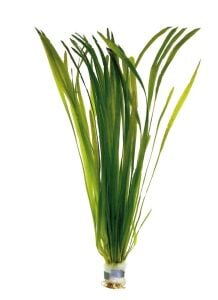 Vallisneria spiralis red (Saz) İTHAL BUKET