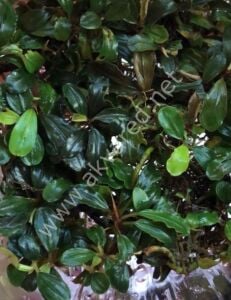 Bucephalandra ghost 2015 ADET