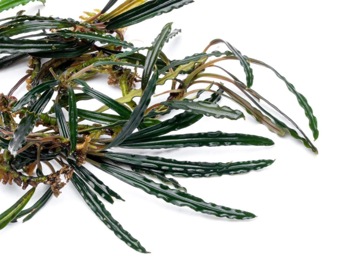 Bucephalandra kayu lapis PORSİYON 10x10 cm