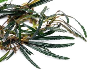 Bucephalandra kayu lapis PORSİYON 10x10 cm